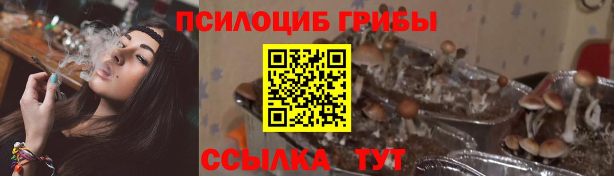 Галлюциногенные грибы Magic Shrooms  Вход с VPN  Ярославль  Галлюциногенные грибы GOLDEN TEACHER 